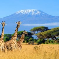 Kili-Giraffe-shot-2