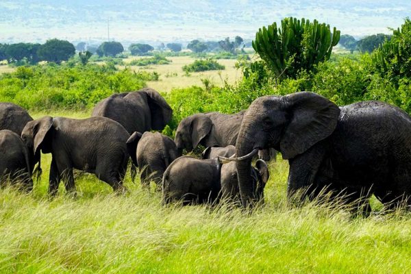 Mesmerising-Encounters-with-Wild-Elephants-1024x683-1