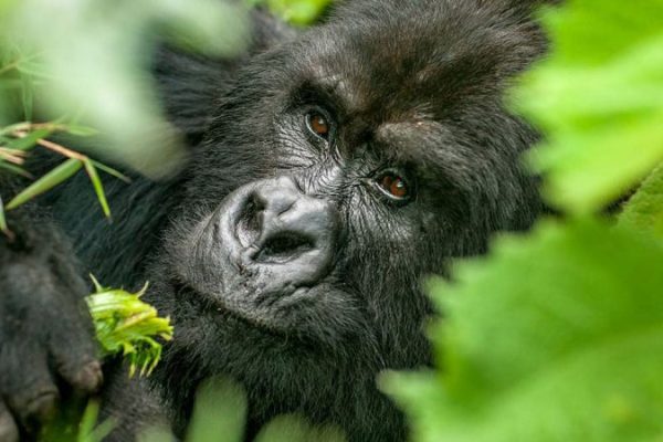 Mgahinga-Gorilla-National-Park-750x450-1 (1)