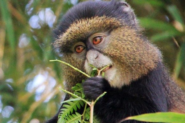 Rwanda-Safaris-golden-monkey-trekking-rwanda-Wild-Jungle-Trails-Safaris