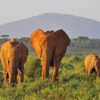 Samburu-National-Reserve-6