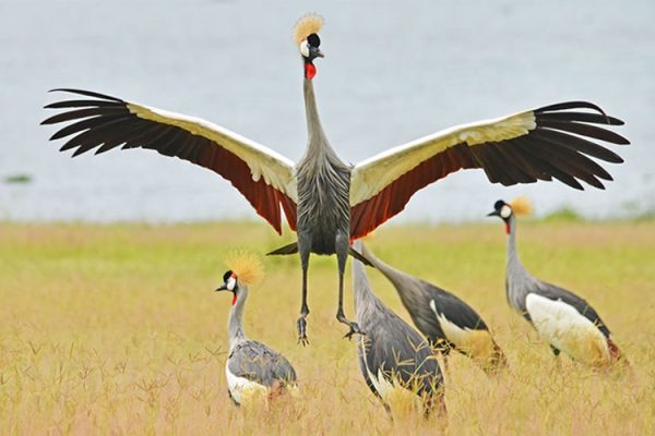 Uganda-cranes-2