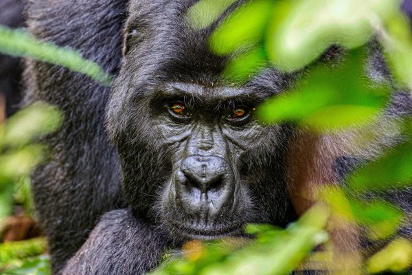 What-is-the-difference-between-a-four-hour-and-one-hour-gorilla-trekking-experience 1