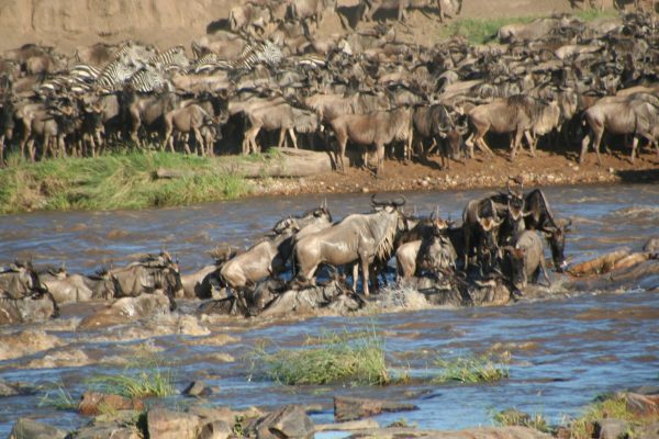 Wildebeest_crossing_river-in-Tanzania-scaled