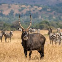 akagera-national-park