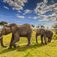 elephants-in-masai-mara