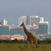 giraffe-and-sky-line-nairobi