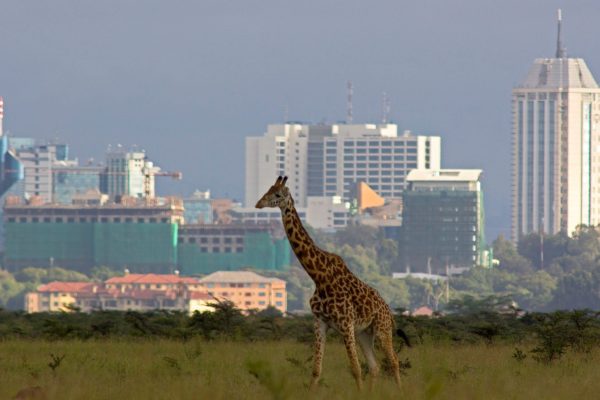 giraffe-and-sky-line-nairobi