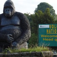 gorilla-trekking-in-Volcanoes-national-park-750x450