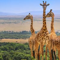 masai-mara-national-reserve-1