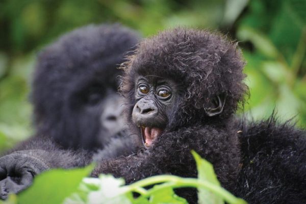 rwanda-gorilla-volcanoes-park-1024x683