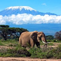 snow-capped-mount-kilimanjaro-safari-photo-with-elephant